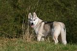 SIBERIAN HUSKY 809